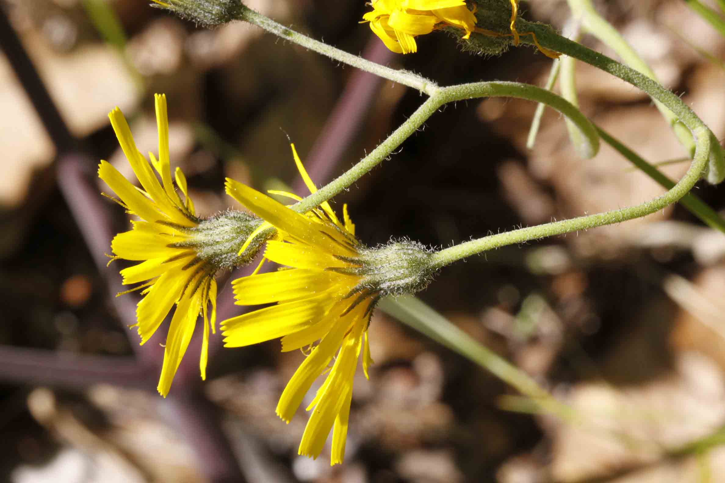 Hieracium sylvaticum ?